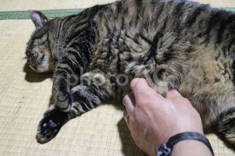 動物病院でシャンプー後のチャコちゃん８ ねこ,ネコ,動物の写真素材