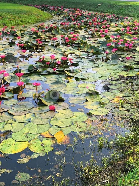 スコータイ歴史公園の蓮の池 スコータイ歴史公園,スコータイ,タイの写真素材
