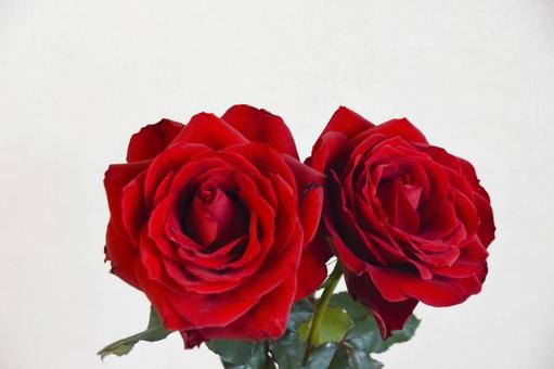 赤い薔薇 赤い薔薇 薔薇,ばら,赤の写真素材