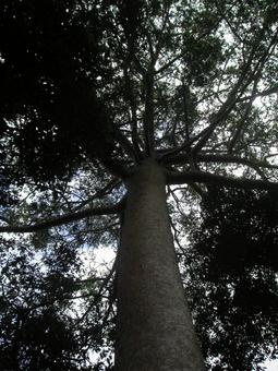 木（ケアンズ）の写真