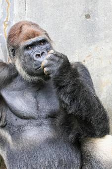 ニシゴリラ ニシゴリラ ニシゴリラ,ニシローランドゴリラ,アフリカの写真素材