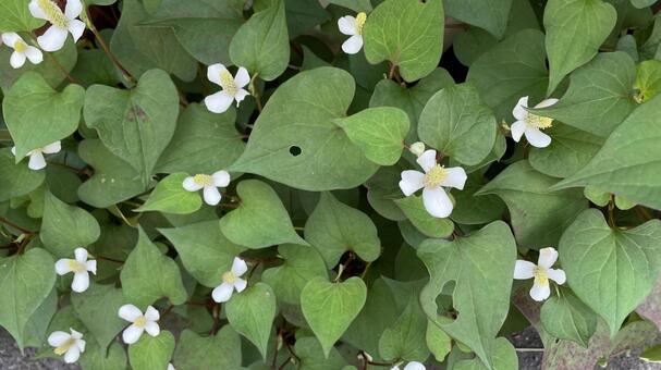 紫陽花のガーデニング③ 花,はな,フラワーの写真素材