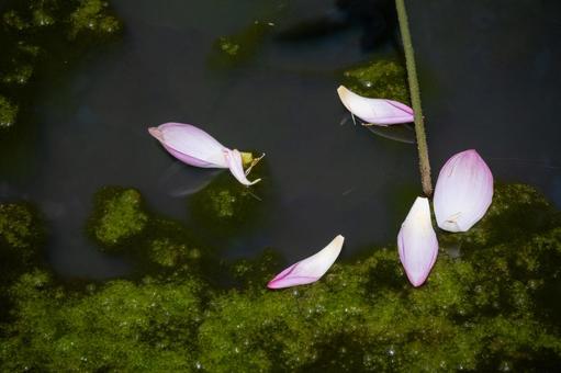 水辺に浮かぶピンクのハスの花びら 水辺に浮かぶピンクのハスの花びらの写真