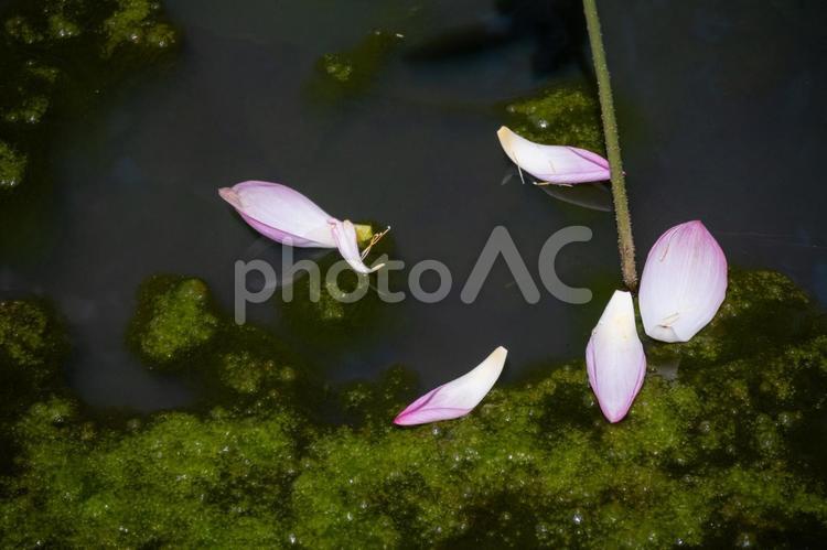 水辺に浮かぶピンクのハスの花びら 蓮,ピンク,花の写真素材