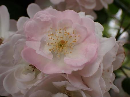 Photo, light pink, roses, poor, 
