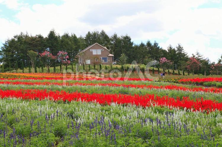 秋の花、ケイトウの丘（栃木那須） 花,ケイトウ,花の丘の写真素材