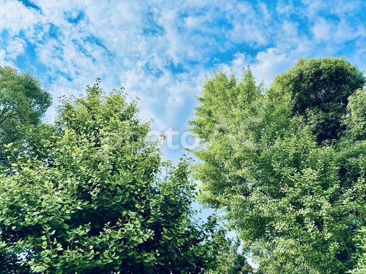 美しい緑の葉っぱ　大きな木 木,植木,植物の写真素材