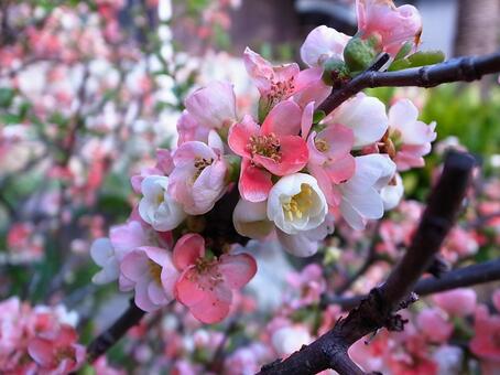 ボケの花 ボケの花の写真