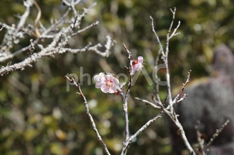 洞慶院の梅の花 梅,花,梅の木の写真素材