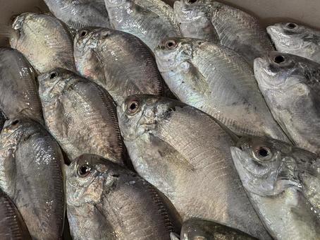 市場の魚 市場の魚の写真