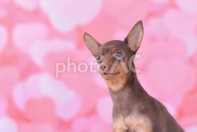 ハートの前で笑顔の犬 犬,ミニピン,ミニチュアピンシャーの写真素材