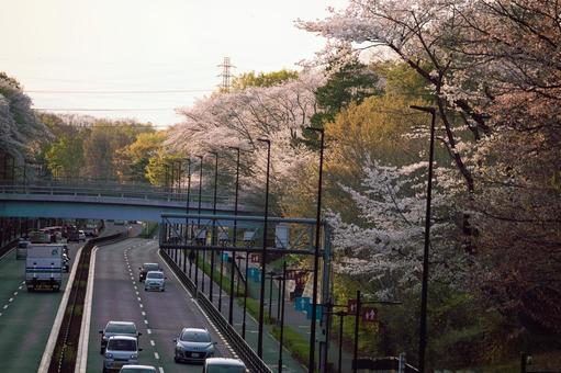 桜 桜 桜,春,並木の写真素材