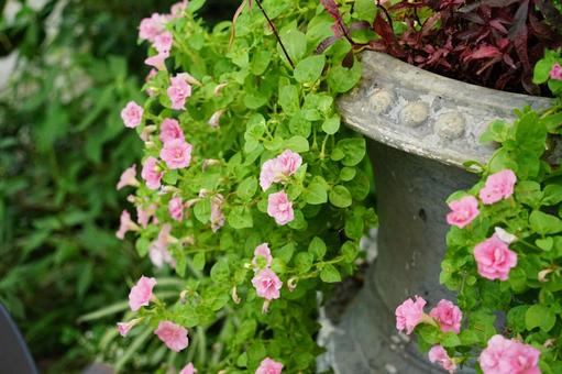 鉢植えに咲く八重咲きペチュニア 鉢植えに咲く八重咲きペチュニア ペチュニア,八重咲き,ピンクの花の写真素材