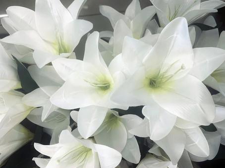 Photo, হোক লিলি, কমল, উদ্যানপালন, 