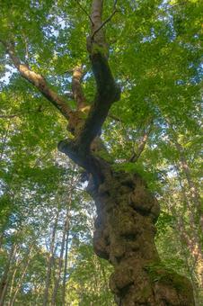 森林の中の大樹 森林の中の大樹 大樹,古木,木の写真素材