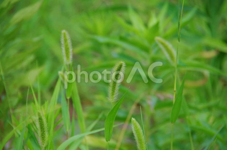 夏の詩　エノコログサ 詩,夏イメージ,エノコログサの写真素材