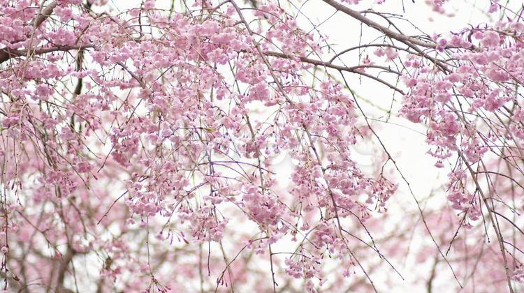 枝垂桜-219 桜,シダレザクラ,ヤエベニシダレの写真素材