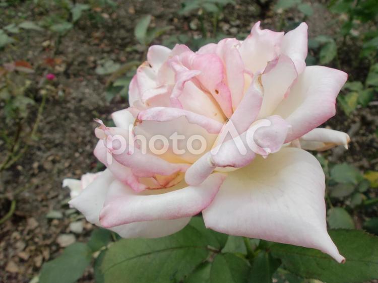 ピンク色の薔薇の花 植物,plant,花の写真素材