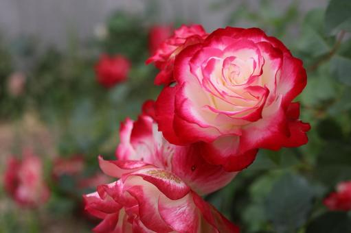 バラ園に咲く綺麗な薔薇を撮りました バラ園に咲く綺麗な薔薇を撮りました 花,薔薇,自然の写真素材