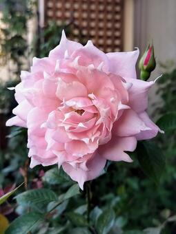 ベランダのバラ・エリクシル 薔薇,バラ,エリクシルの写真素材