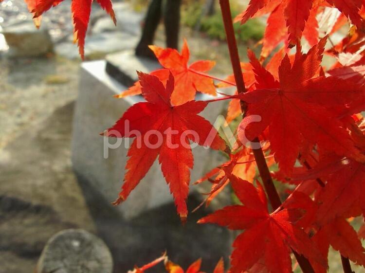秋の公園に生えてる真っ赤なもみじ 紅葉,秋,背景の写真素材