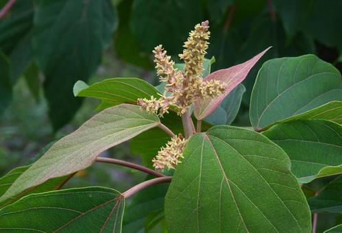 アカメガシワの写真