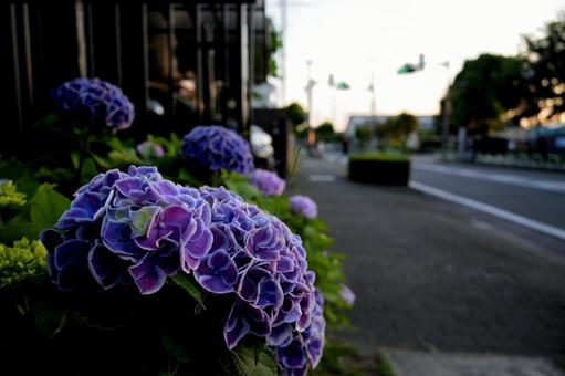 梅雨の紫陽花 梅雨の紫陽花の写真