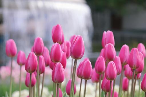 ピンク色のチューリップ アイスチューリップ,チューリップ,花の写真素材