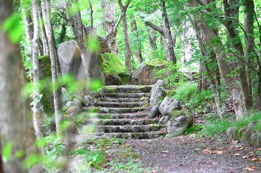 続く道 続く道 自然,森,緑の写真素材