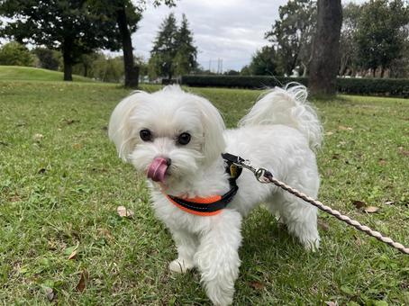 犬の散歩 犬の散歩 犬,マルチーズ,散歩の写真素材