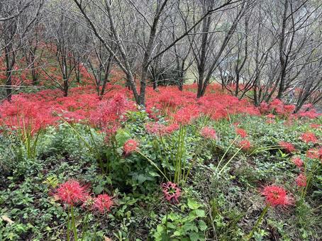 彼岸花の群生の写真