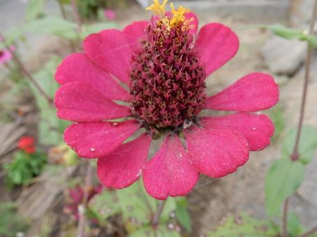 【花の写真】 ヒャクニチソウ（百日草）の写真