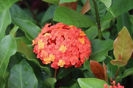 オレンジ色のサンタンカの花のアップ オレンジ色,サンタンカ,花の写真素材