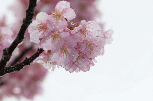 桜 桜の写真