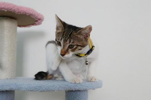 子猫i 子猫,ねこ,ネコの写真素材