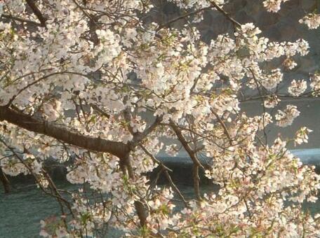 桜 桜の写真