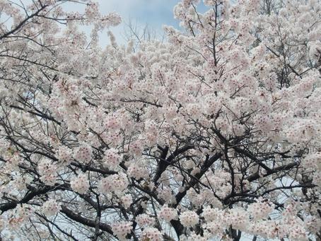 仙台の桜 仙台の桜の写真