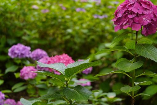 紫陽花 紫陽花の写真