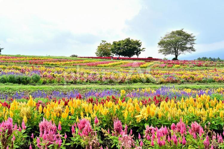 ケイトウの花畑（栃木那須） 花,花畑,ケイトウの写真素材