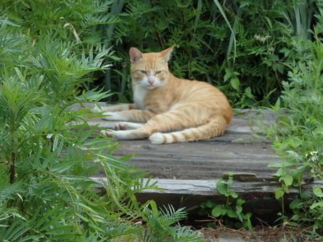 Lazy Cat, JPG