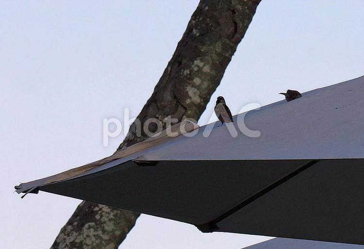ニューカレドニア　ヌーメア　野鳥③ ニューカレドニア,楽園,リゾートの写真素材