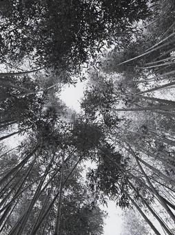竹林モノクロ 竹林モノクロの写真