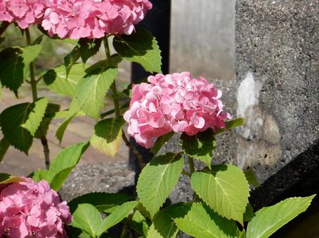 [Flower photo] Hydrangea flower, JPG