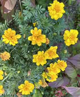 マリーゴールドの写真