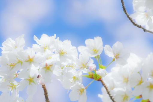 Photo, cherry blossoms, april, the season, 