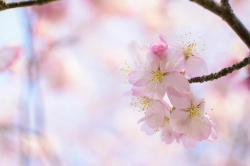 令和元年の桜８ 桜,桜の花,桜の木の写真素材