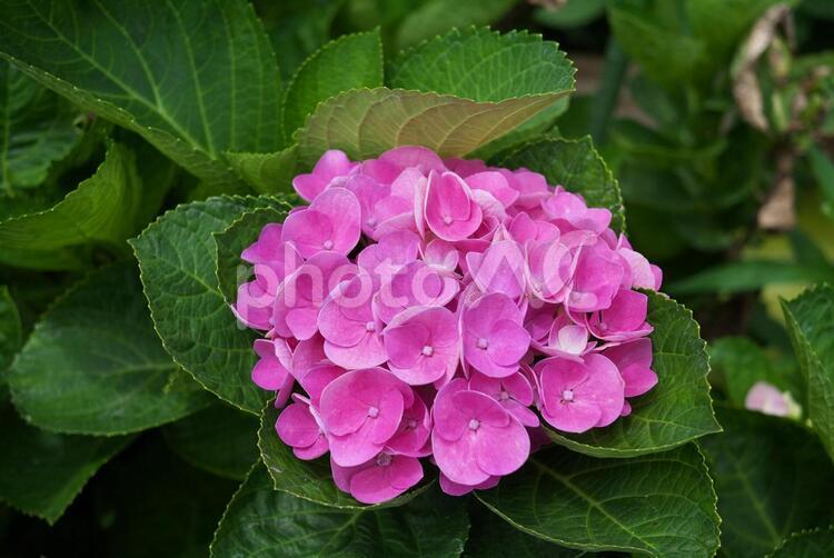 鮮やかなピンクのアジサイ 花,ピンク,自然の写真素材