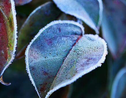 冬の朝の霜のついた葉っぱ3 冬,葉っぱ,朝の写真素材