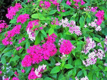 ピンクの花 ピンクの花の写真