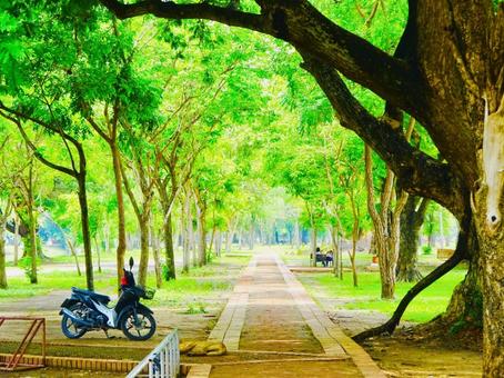 Beautiful greenery at Bunpraram Park in Ayutthaya, JPG Beautiful greenery at Bunpraram Park in Ayutthaya, JPG